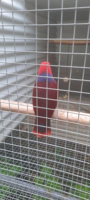 Ecletus Roratus Fêmea