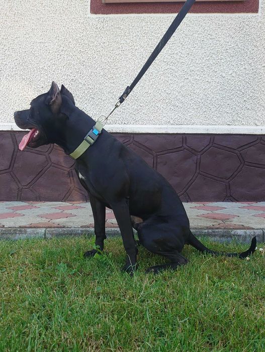 американський пітбуль. АПБТ Доставка. Pitbull. Харків