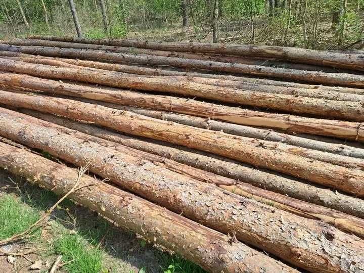 Drewno opałowe sosnowe