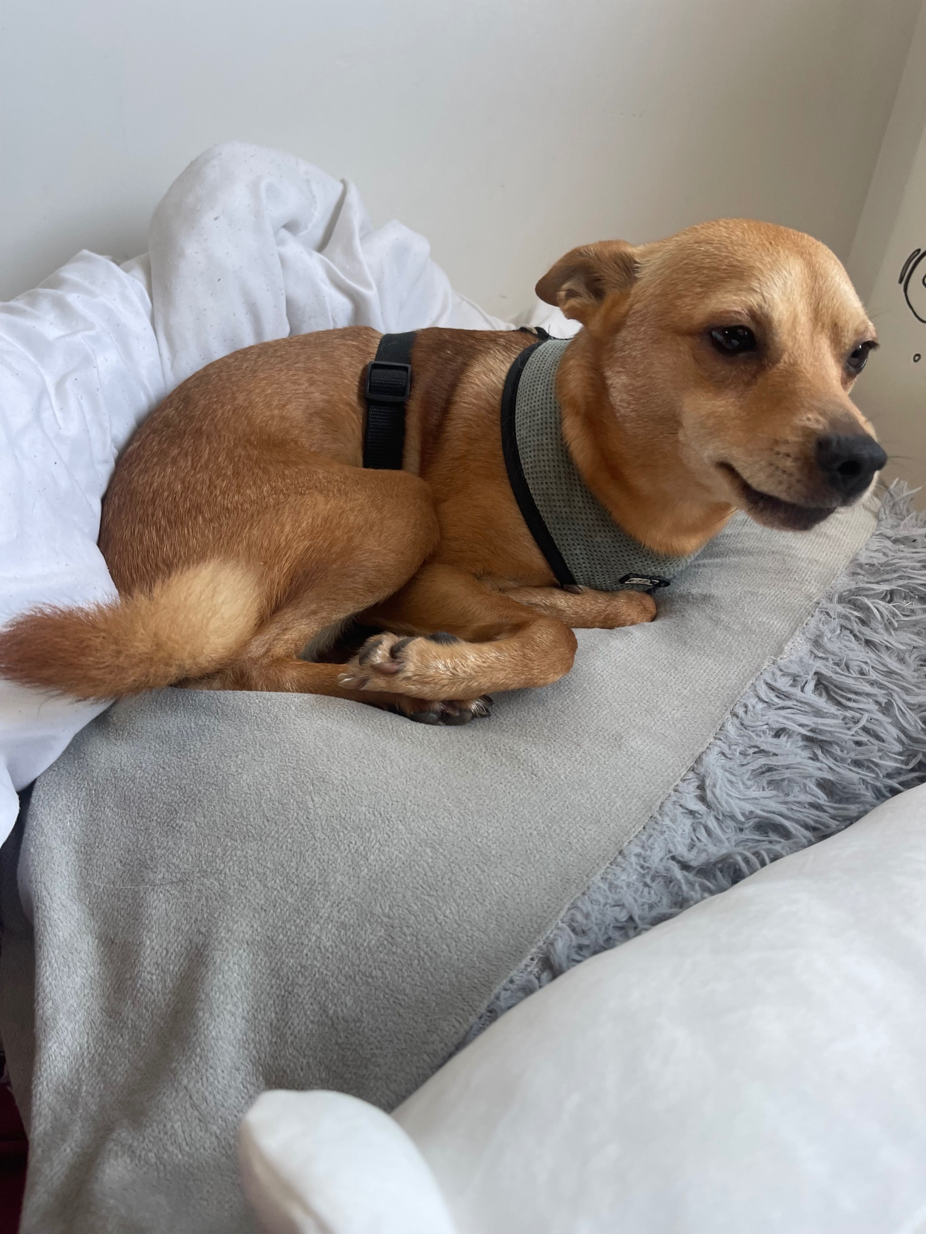 Eu passeio cães (ver en que cidades)