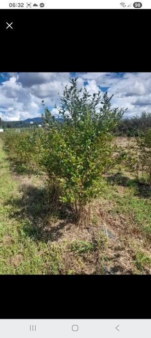 Plantação mirtilos