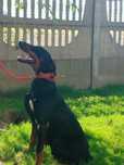 Za darmo doberman suczka