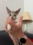 Zabawna i wesola pręgowana kotka Devon Rex