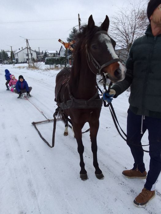 Sprzedam klacz kuc walijski ze źrebakiem
