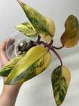 PHILODENDRON STRAWBERRY SHAKE - syngonium epipremnum monstera hoya