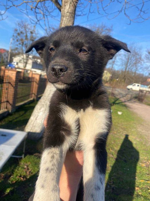 Цуценята в добрі руки