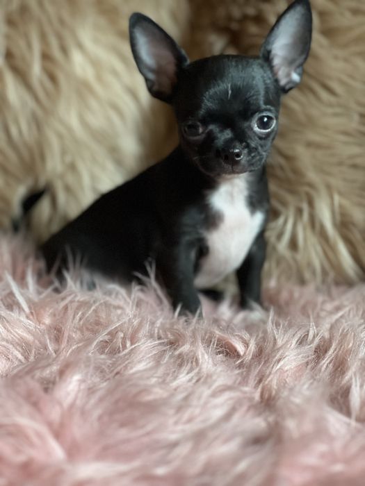 Chihuahua śliczny piesek