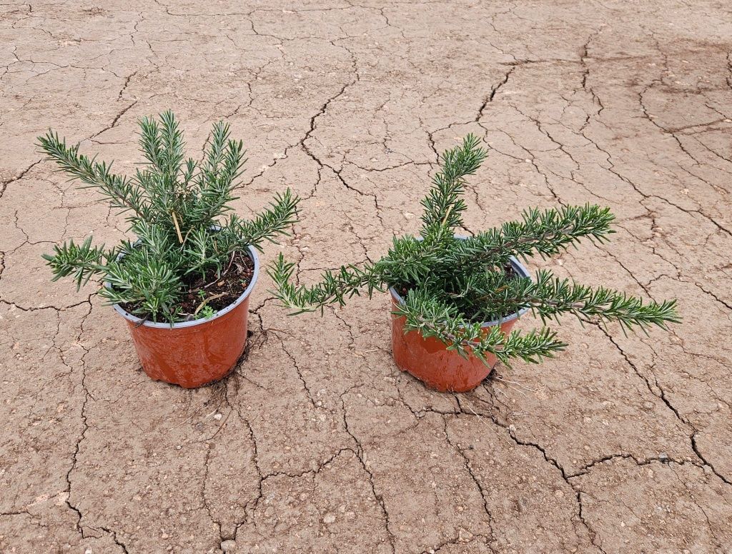 Plantas aromáticas para canteiros