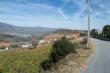 Terreno de vinha e construção (com benefício) frente de estrada