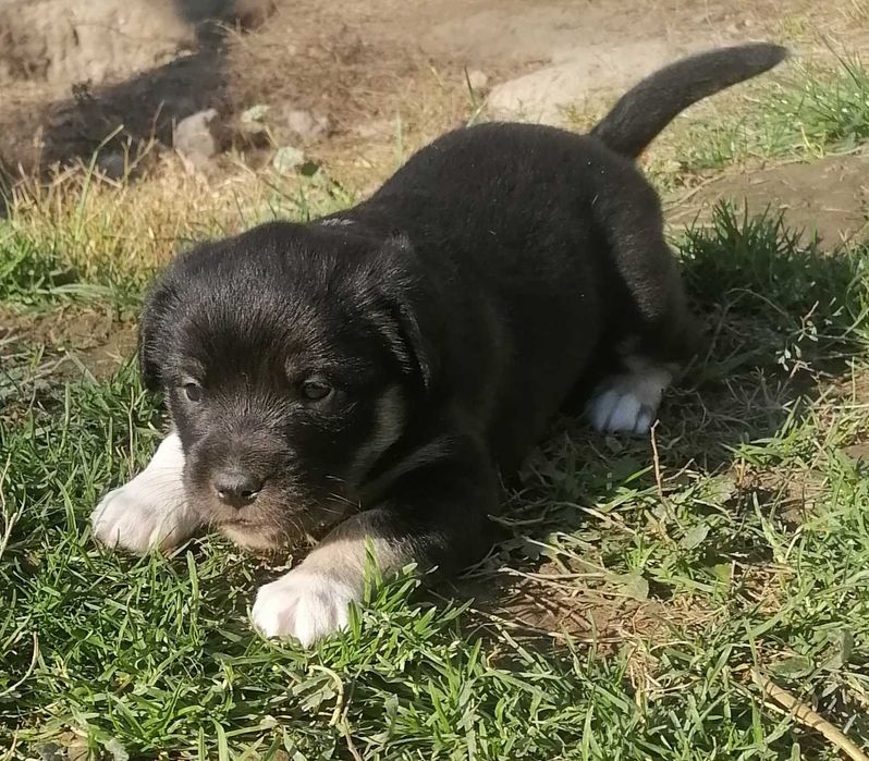 Szczeniaczek szuka domu