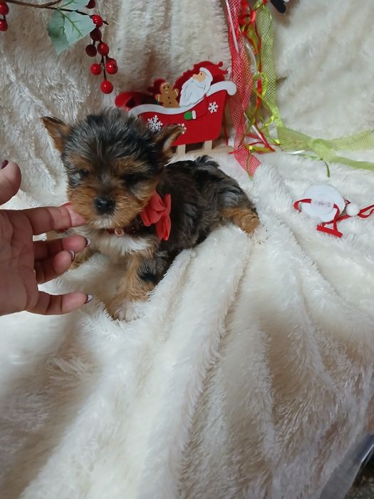 Biewer Terrier Fêmea Criadora Registada PT3088FL