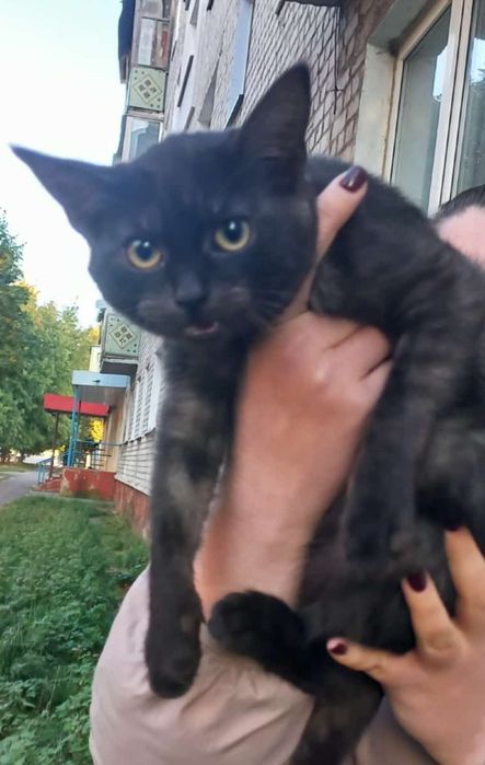 Кошечка в добрі руки