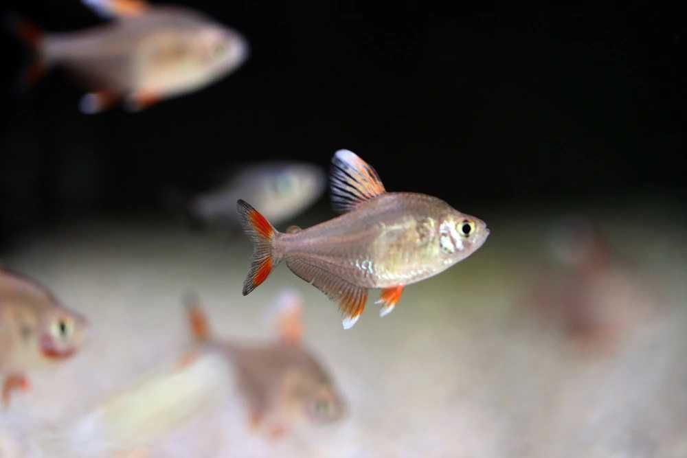 Bystrzyk białopłetwy (white fin)