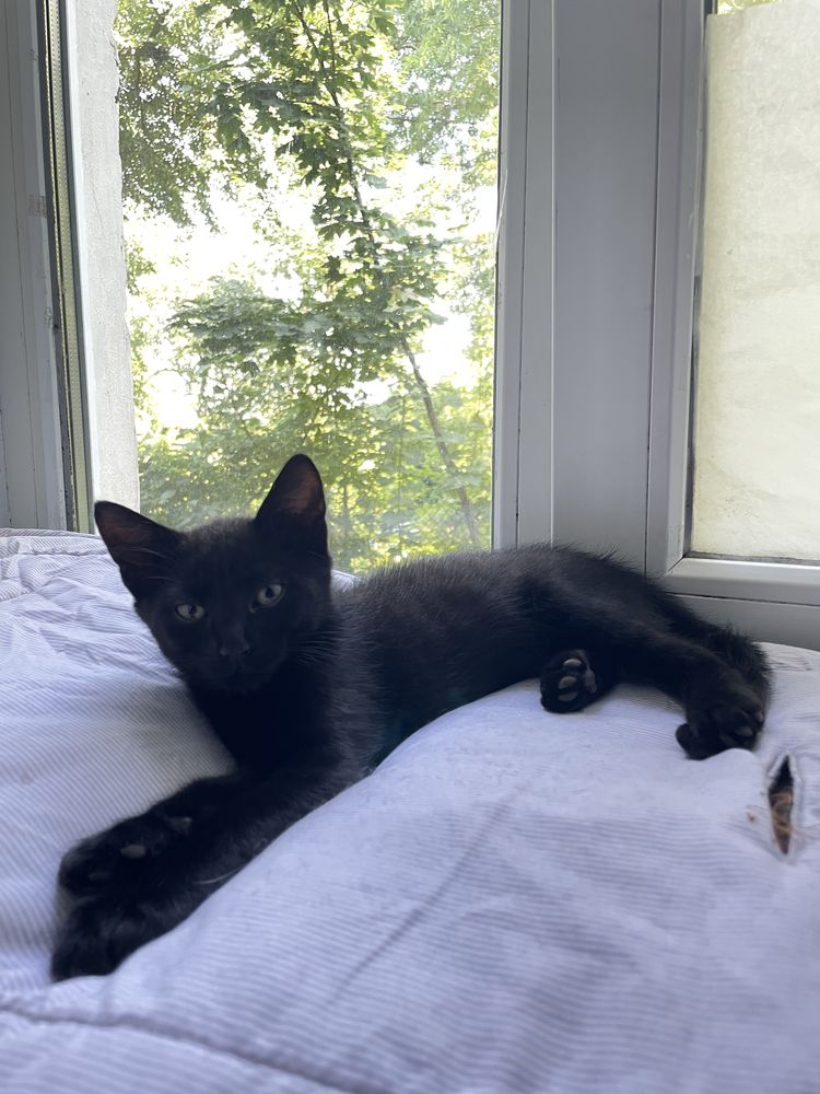 Кошенятко шукає люблячий дім.