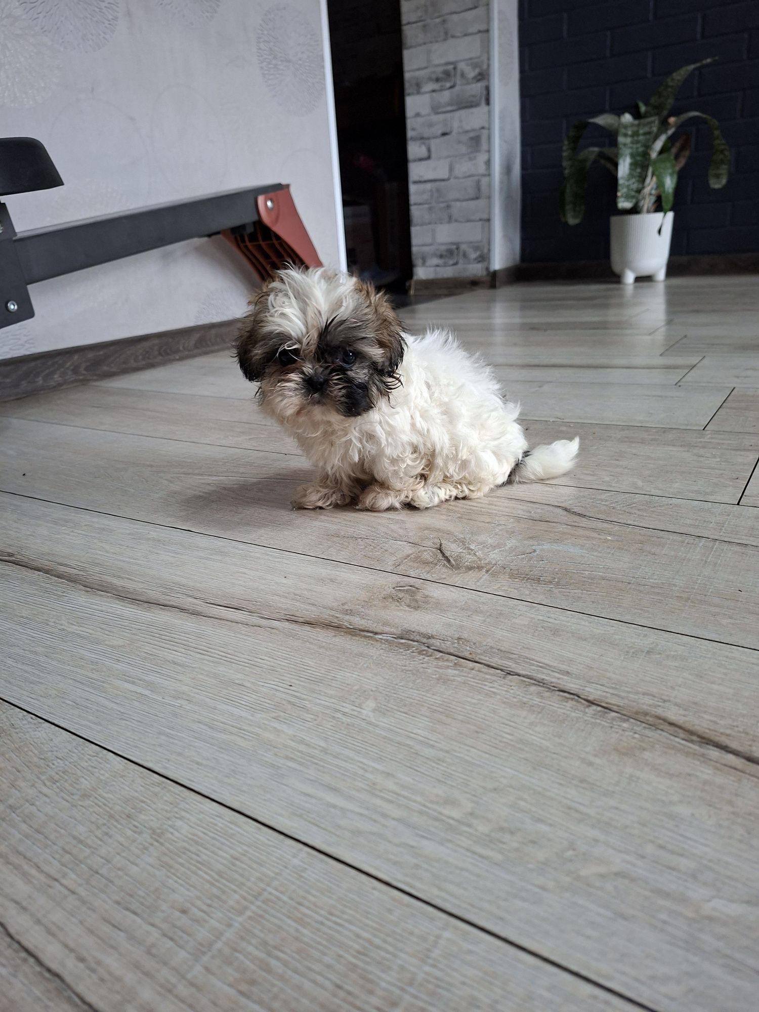 Shih  Tzu suczka