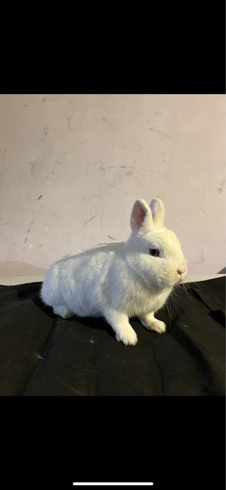 Króliki Hermelin Niebieskooki