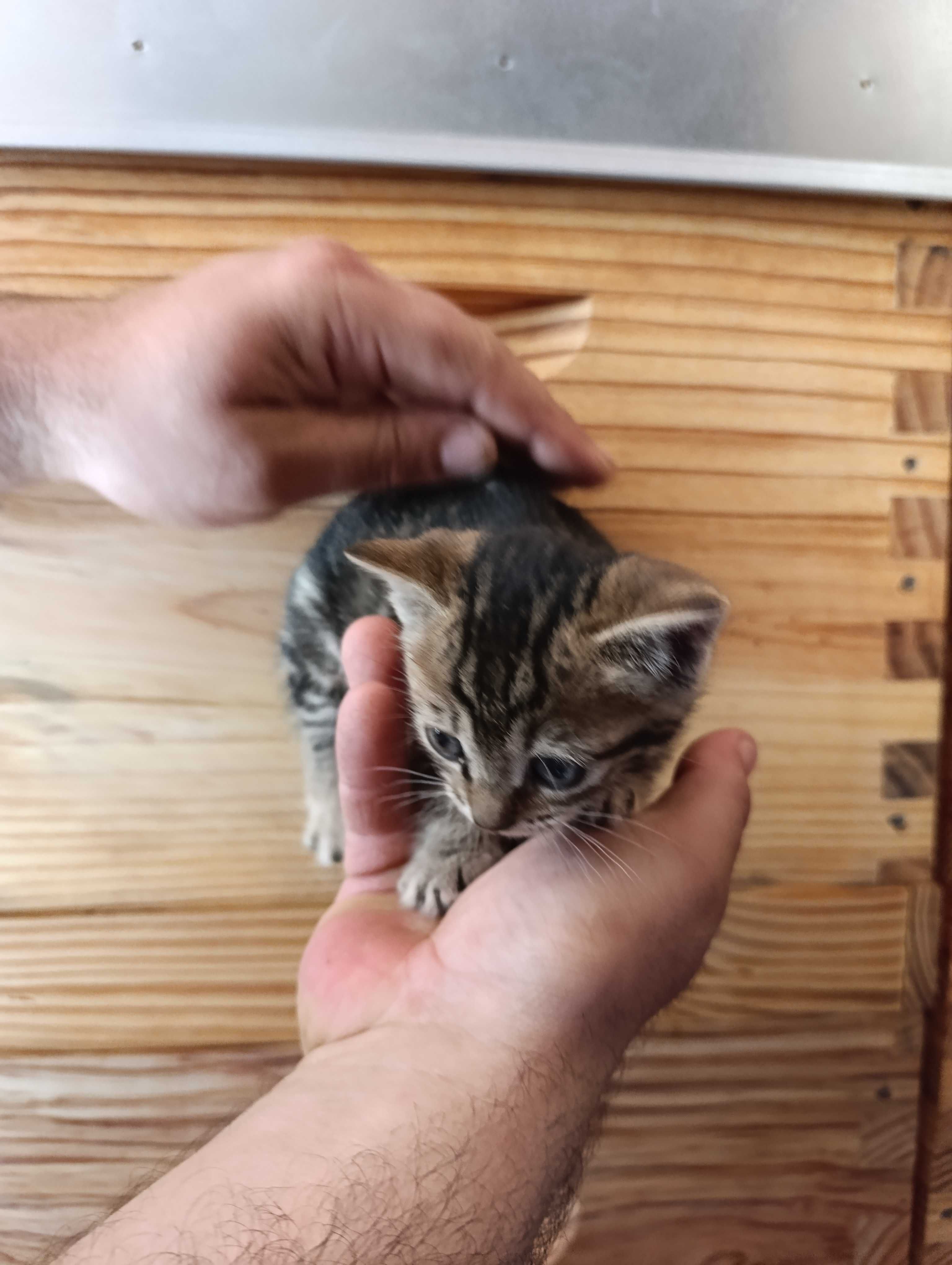 Gatinhos para adoção
