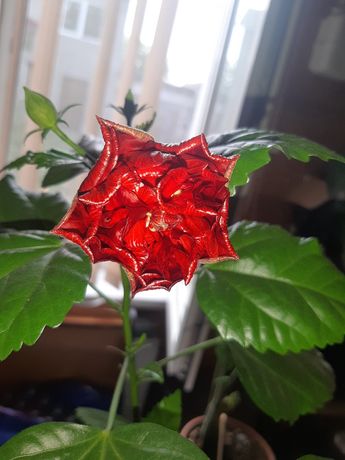 Гибискус, китайская роза