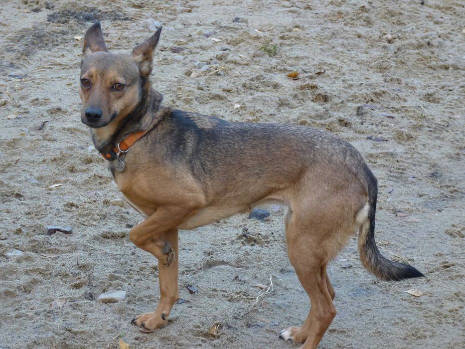 Pies szuka domu Zara łagodna sunia