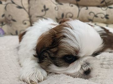 Pies shih tzu rodowód