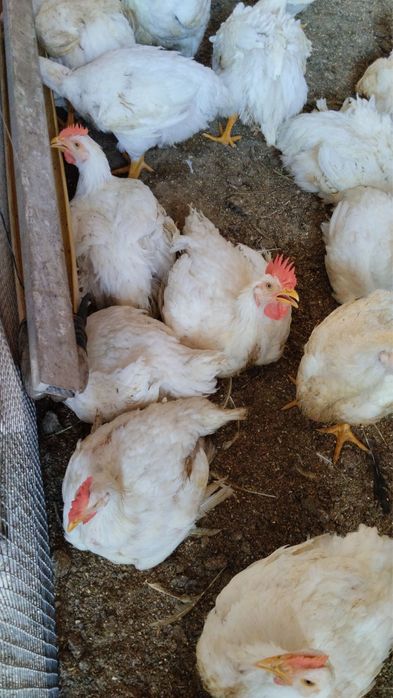 Продам бролери, ростуть до 19 кг