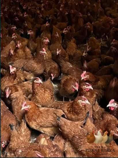 Kury Nioski Kolorowe Rosa Dominant Leghorn Lohman Leghorn