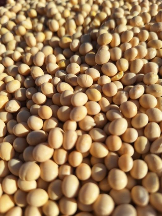 Канадська рання соя АББІ 1-А РЕПРОДУК на ПОСІВ! Відправка НП! Делівері