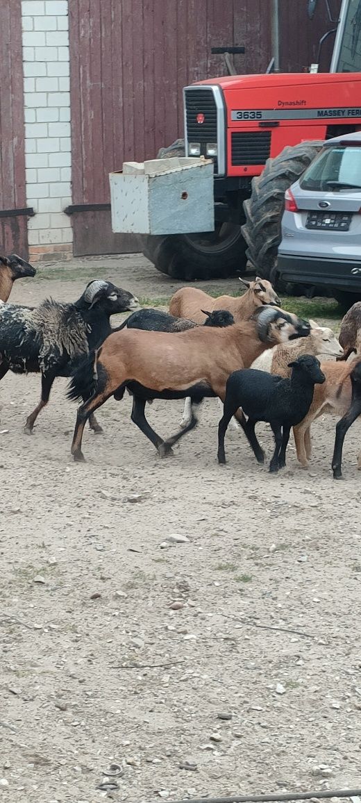 Baran Kameruński roczny dużej budowy