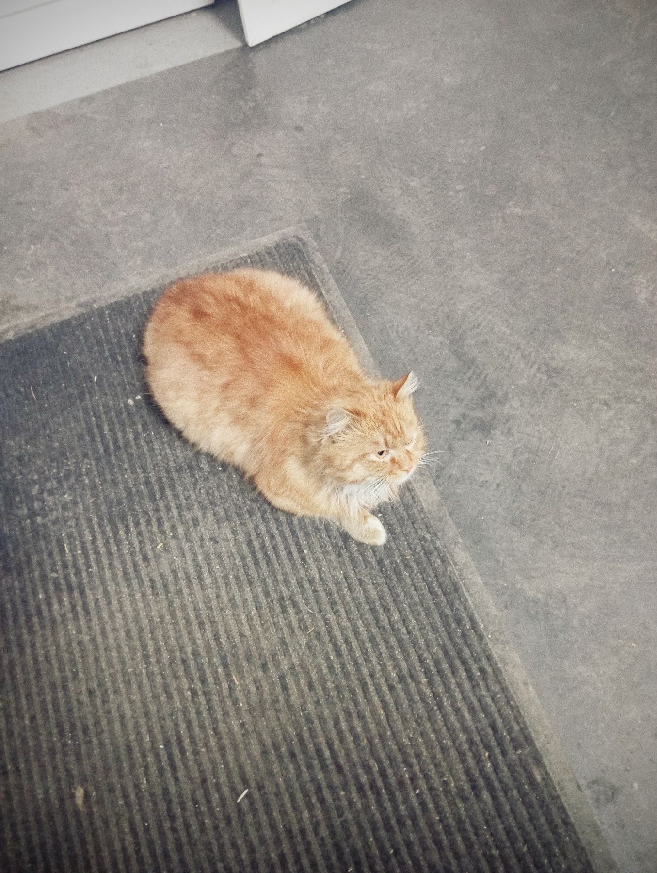 Отдам рыжого кота на удачу
