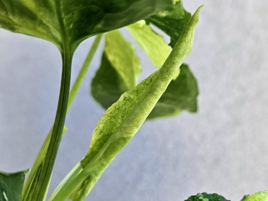 Syngonium scrambled eggs piękne wybarwienie mint w hydroponice