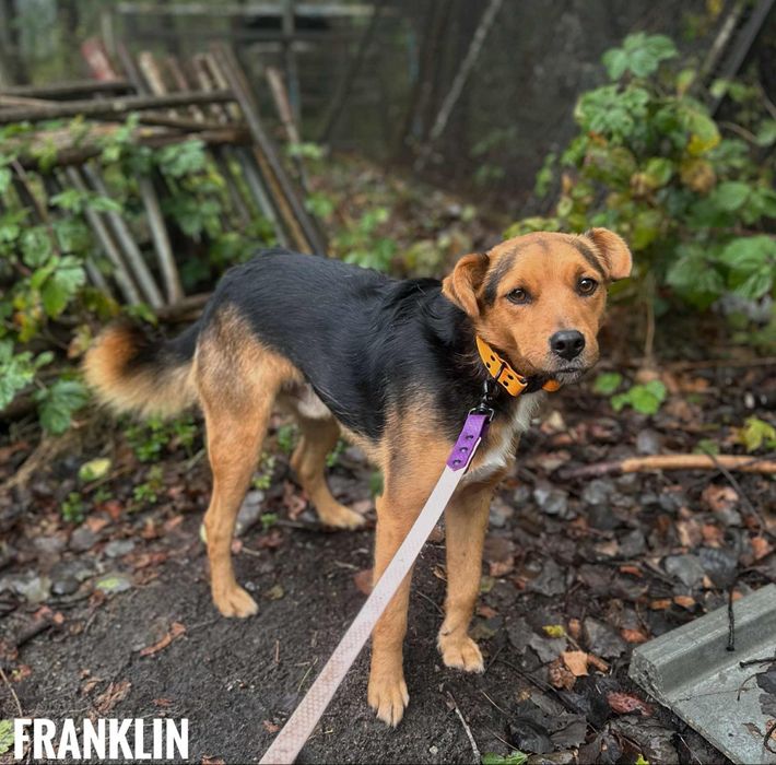 Grzeczny Franklin 1 rok 12 kg, adopcja za darmo oddam