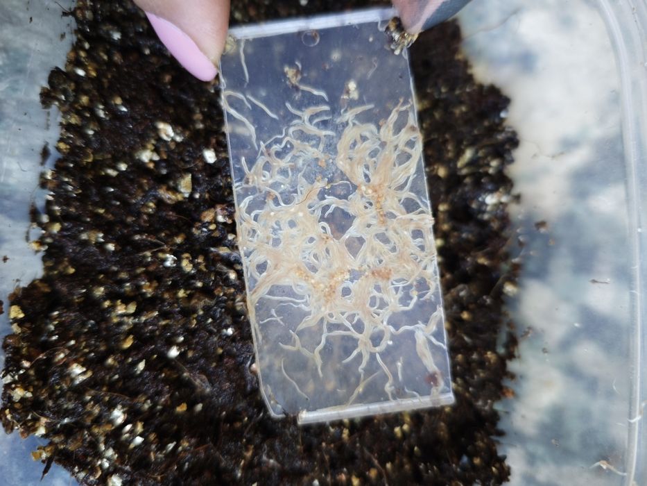 Alimento vivo Grindal worms