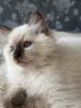 Ragdoll kocurek rodowodowy