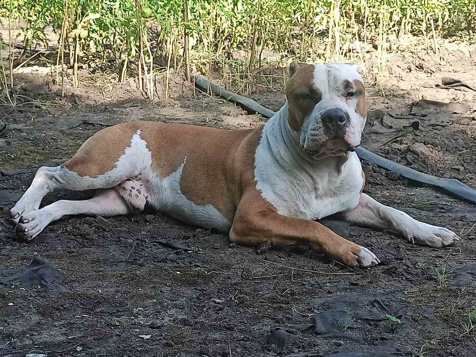 Вязка Амстафтерьер