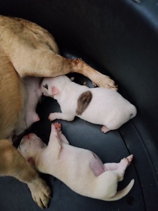 Chihuahua miniatura