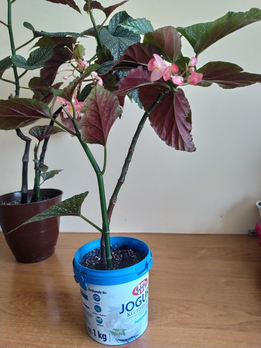 Бегонія королівська кораллова кімнатна рослина