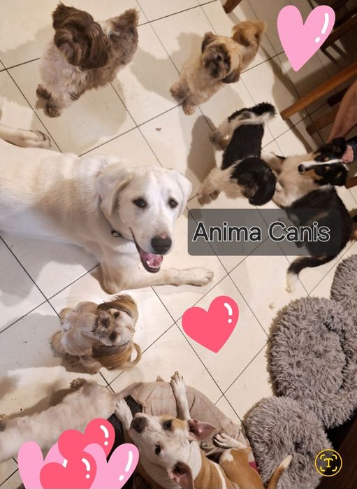 Szkolenie i socjalizacja szczeniąt – Anima Canis- spacery z psami