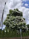 Katalpa Surmia Wielokwiatowa (Speciosa) ozdobne, duże sadzonki, tanio