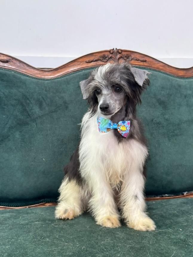 Chinese Crested Dog