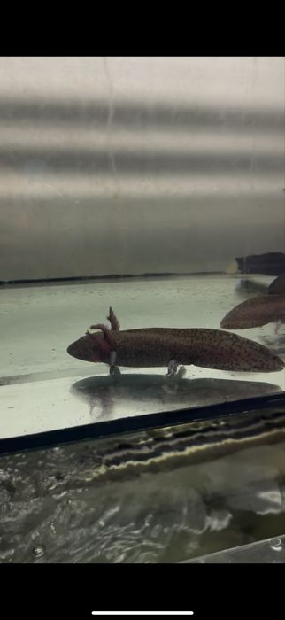 Axolotes adultos