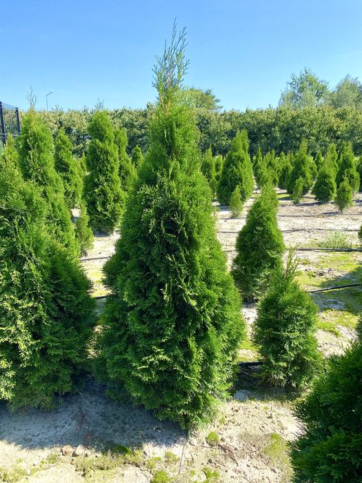 Tuja Szmaragd – gęsty, zielony żywopłot prosto od producenta