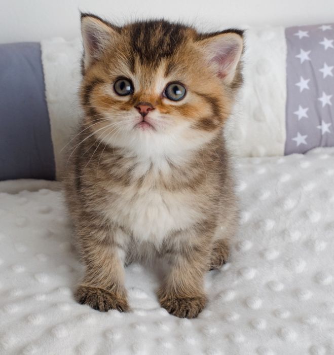 Шотландская девочка, котенок, в окрасе черное золото с паспортом