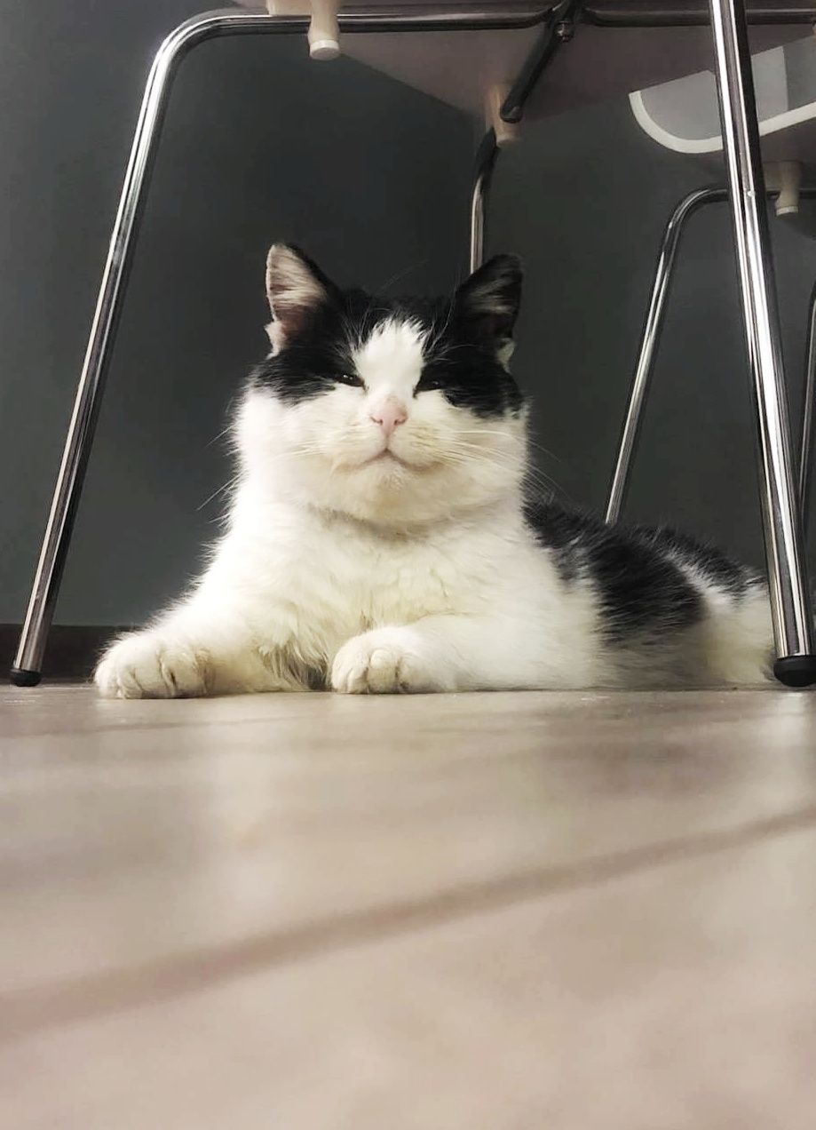 Uroczy kocurek Majlo szuka domu
