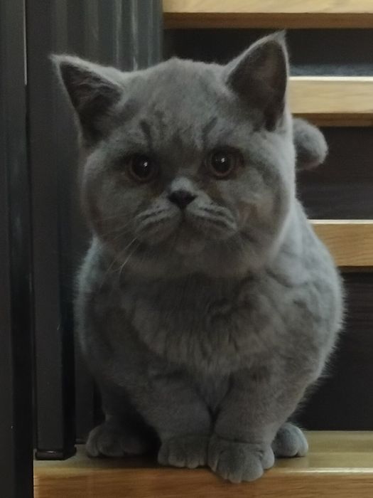 Kot brytyjski, kocurek brytyjski, kociak brytyjski