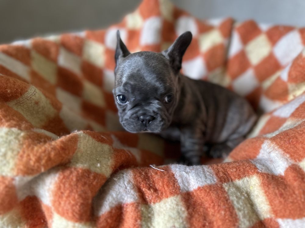Buldogue Francês Blue