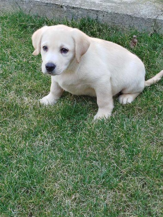 Labrador suczka tel.-5.7.5.3.0.2.0.3.9.