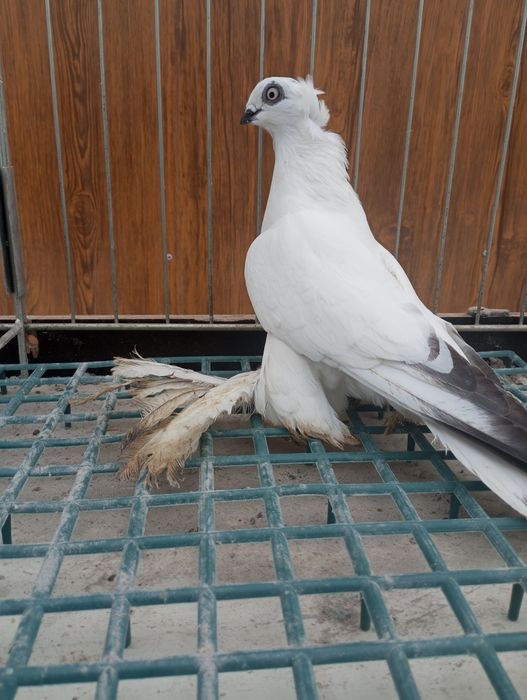 Winner łapciaty koroniaty gołąb ozdobny