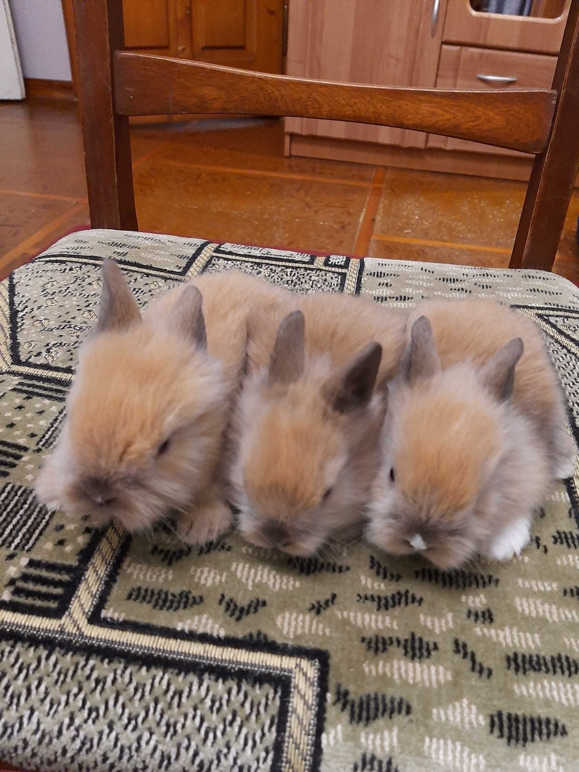 Декоративні карликові міні кролики