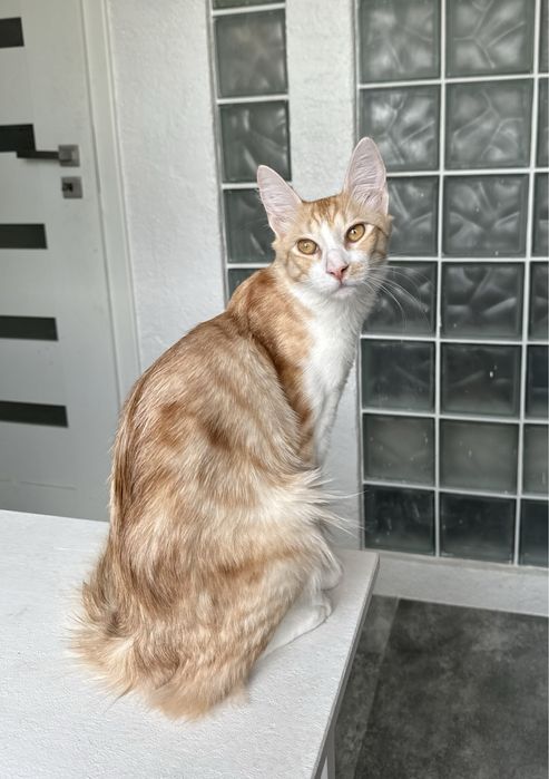 Angora Turecka, kot rasowy