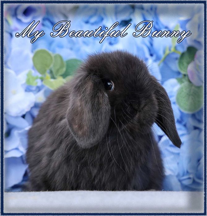 Piękny Młody Królik Mini Lop - Black